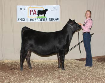 Owned Reserve Intermediate Champion Heifer