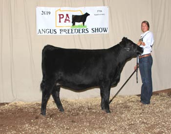 Owned Intermediate Champion Heifer