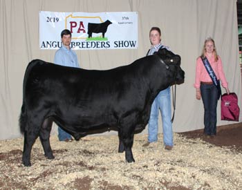 Reserve Grand Champion Bred-and-owned Bull