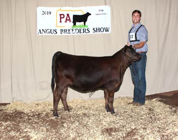 Bred-and-owned Junior Heifer Calf Champion