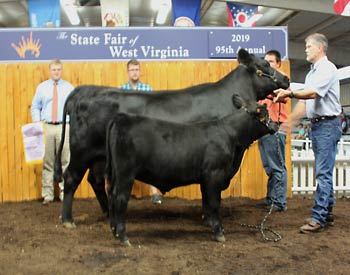 Reserve Grand Champion Cow-calf Pair
