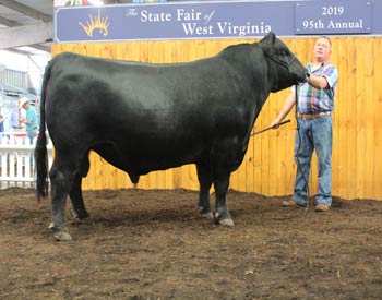 Reserve Senior Champion Bull