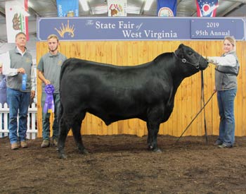 Junior Champion Bull