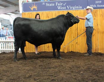 Senior Champion Bull