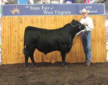 Reserve Intermediate Champion Bull
