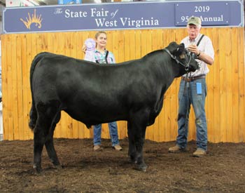 Reserve Senior Bull Calf Champion