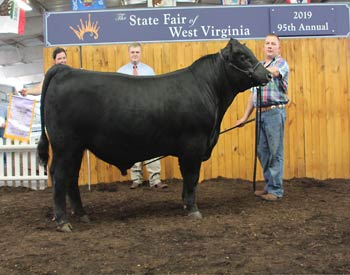Reserve Grand Champion Bull