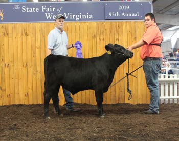 Junior Bull Calf Champion