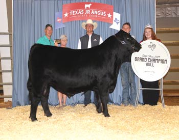 Grand Champion Bred-and-owned Bull