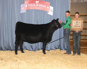 Bred-and-owned Senior Champion Female