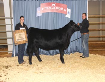 Bred-and-owned Intermediate Champion Heifer