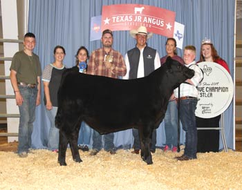 Reserve Grand Champion Steer