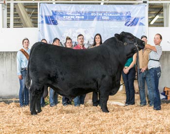 Reserve Senior Champion Bull