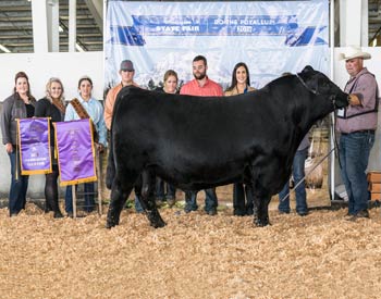 Grand Champion Bull