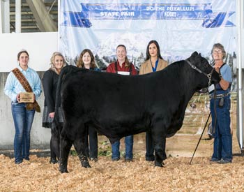 Reserve Junior Champion Bull