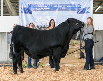 Junior Champion Bull