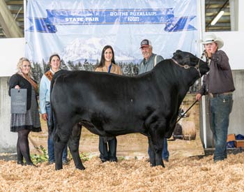 Intermediate Champion Bull