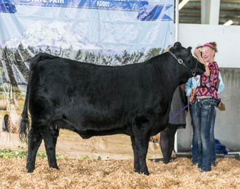 Reserve Senior Champion Female