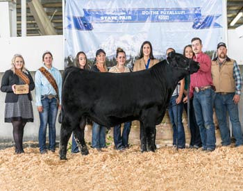 Reserve Senior Bull Calf Champion