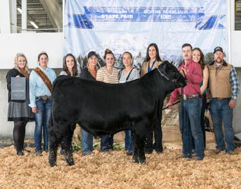 Senior Bull Calf Champion