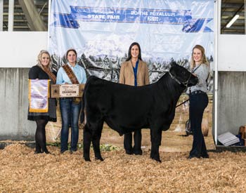 Reserve Grand Champion Bull