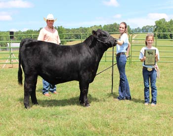 Grand Champion Bred-and-owned Bull
