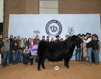 Grand Champion Bull