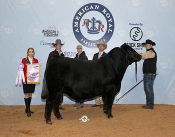 Reserve Grand Champion Bull
