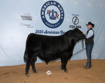 Reserve Junior Champion Bull