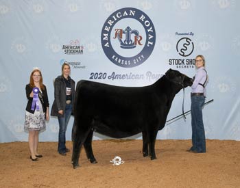 Intermediate Champion Heifer