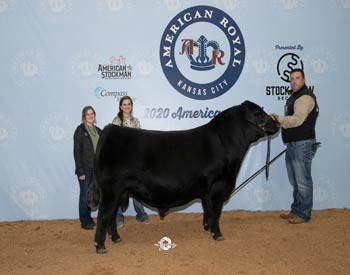 Junior Champion Bull