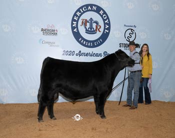 Reserve Intermediate Champion Bull