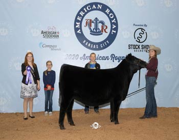 Early Senior Heifer Calf Champion