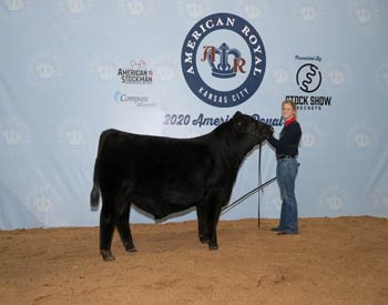Senior Bull Calf Champion