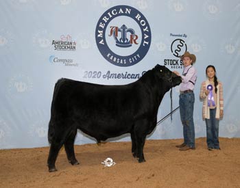 Intermediate Champion Bull