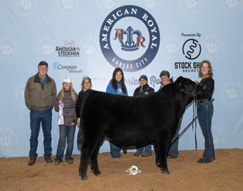 Reserve Senior Bull Calf Champion