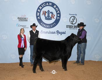 Junior Bull Calf Champion