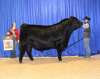 Senior Champion Bull