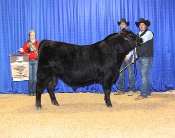 Reserve Intermediate Champion Bull