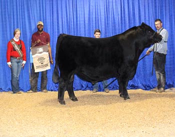 Junior Champion Bull