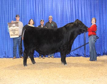 Reserve Junior Champion Bull
