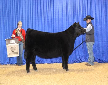 Owned Senior Heifer Calf Champion