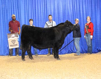 Senior Bull Calf Champion