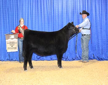 Owned Reserve Junior Heifer Calf Champion