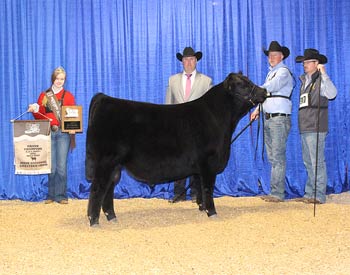 Grand Champion Bull