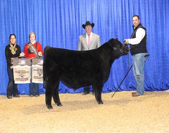 Reserve Grand Champion Bull