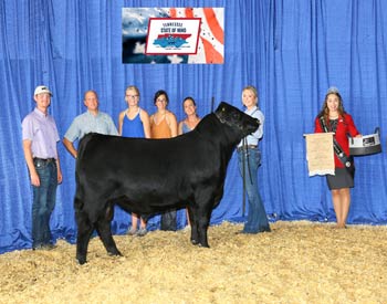 Bred-and-owned Reserve Intermediate Champion Bull