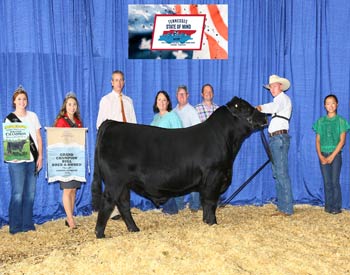Grand Champion Bred-and-owned Bull