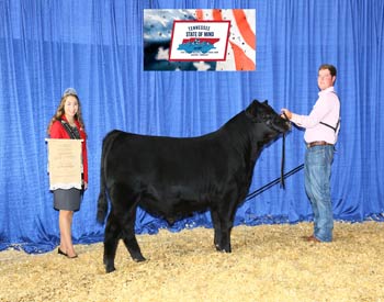 Bred-and-owned Reserve Senior Bull Calf Champion