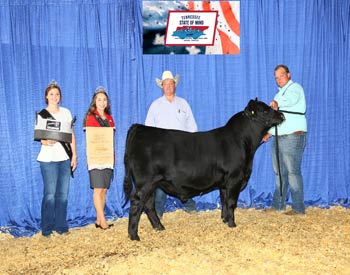 Bred-and-owned Senior Bull Calf Champion